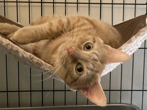 GEORGIA-LYNN - Domestic Short Hair / Tabby available for adoption