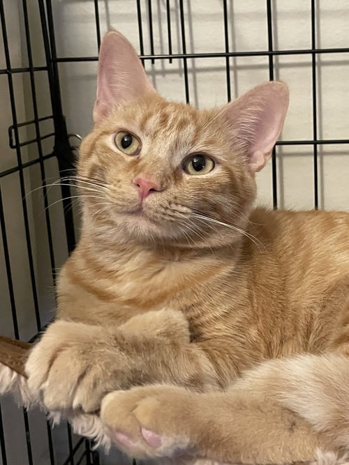 GEORGIA-LYNN - Domestic Short Hair / Tabby available for adoption