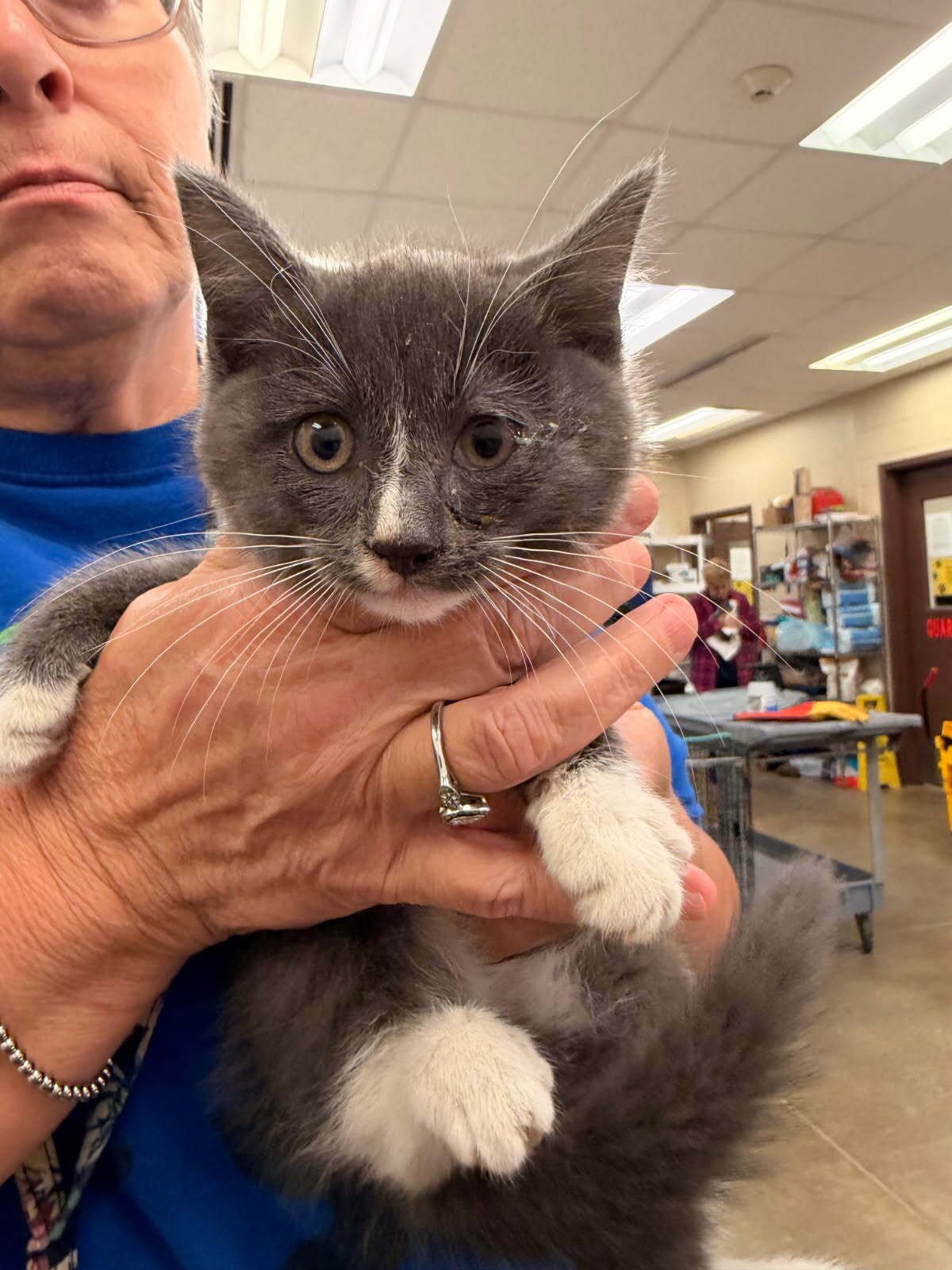 ALALO - Domestic Short Hair available for adoption