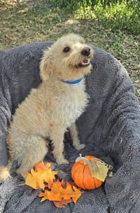Hazino - Photo 2