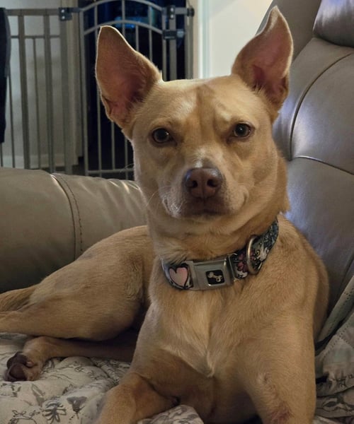 LIZOTTE - Chihuahua / Whippet available for adoption