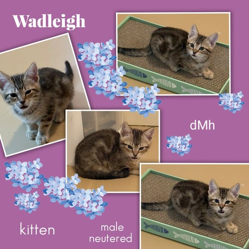 WADLEIGH