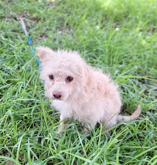 POSHAN - West Highland White Terrier Westie / Poodle (unknown type) available for adoption