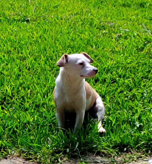 MAYPEARL - Jack Russell Terrier / Rat Terrier available for adoption