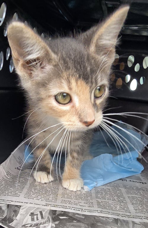 ALIAGA - Domestic Short Hair available for adoption
