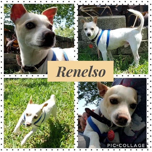 RENELSO - Jack Russell Terrier / Chihuahua available for adoption