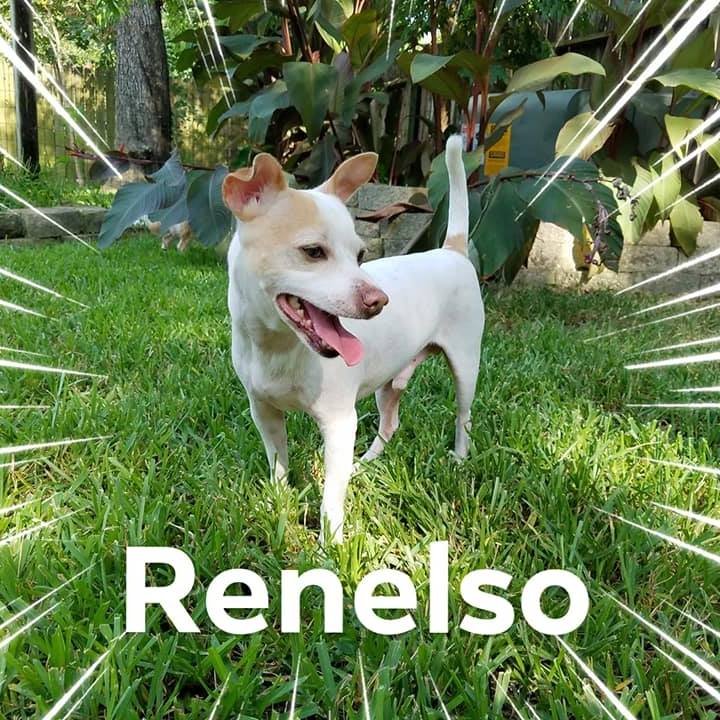 Renelso Image