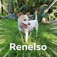 Renelso - Photo 1