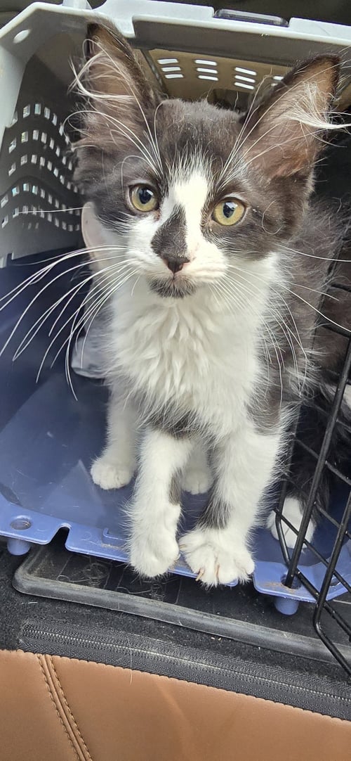 LUNDY - Domestic Medium Hair available for adoption