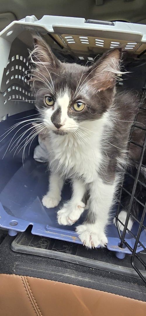 LUNDY - Domestic Medium Hair available for adoption
