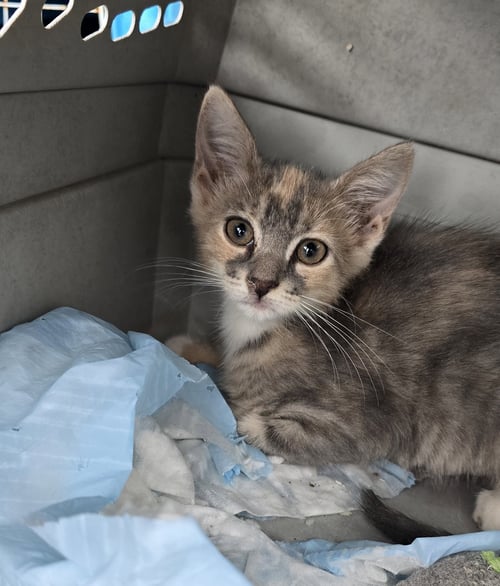 AINSLEY - Domestic Short Hair available for adoption
