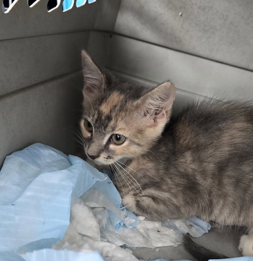 AINSLEY - Domestic Short Hair available for adoption