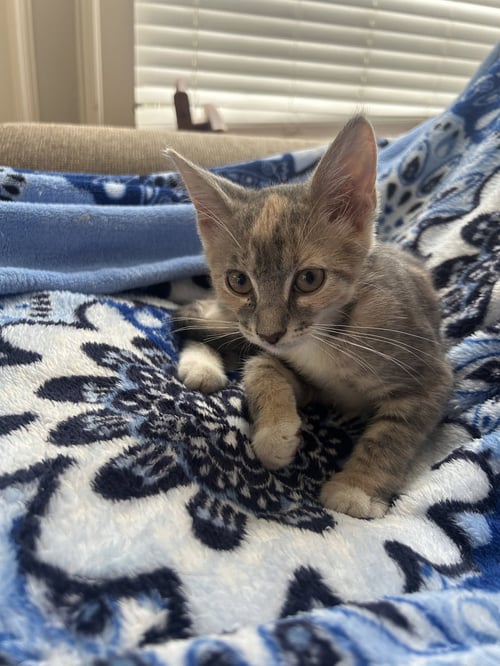 AINSLEY - Domestic Short Hair available for adoption