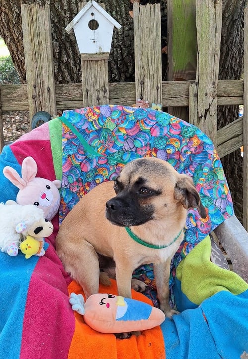 VALENTE - Pug / Rat Terrier available for adoption