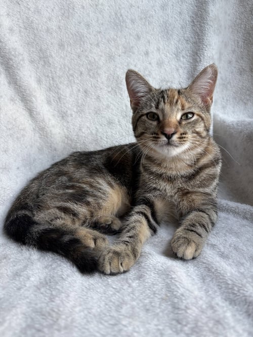 ERALIA - Domestic Short Hair available for adoption