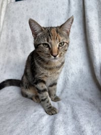 Eralia - Photo 2