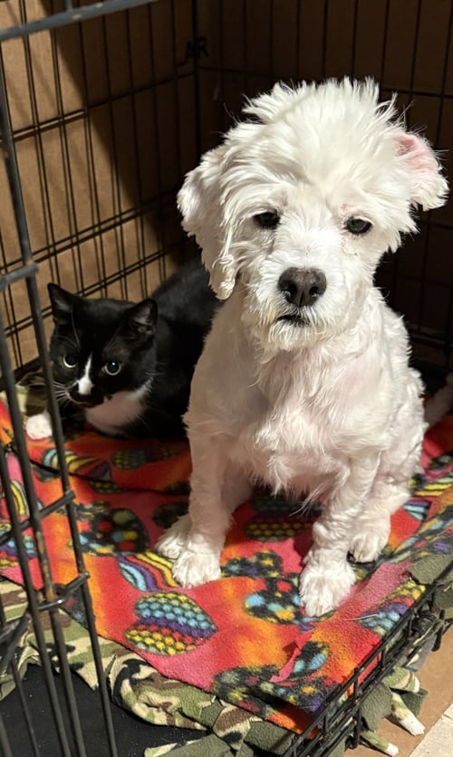 LULANA - Maltese / Poodle (unknown type) available for adoption