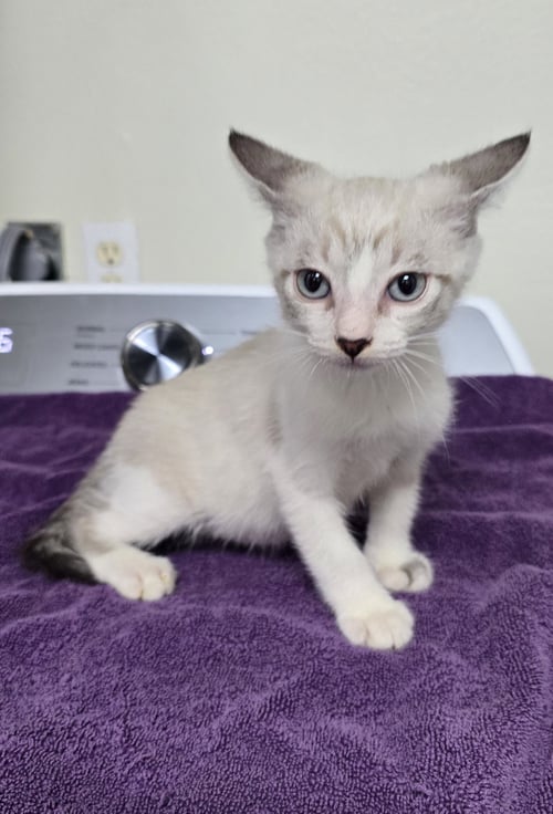 TENZINO - Siamese available for adoption