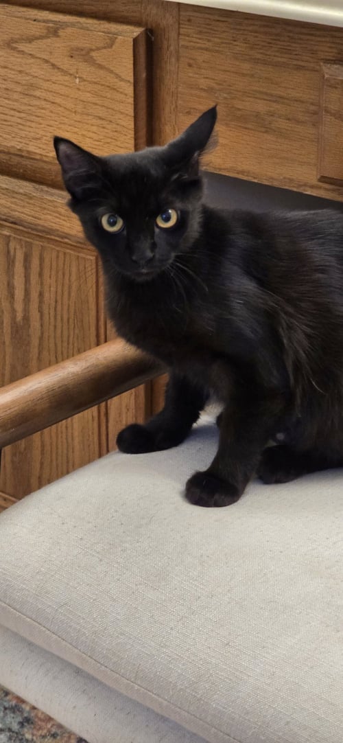 LULGENIA - Domestic Short Hair available for adoption