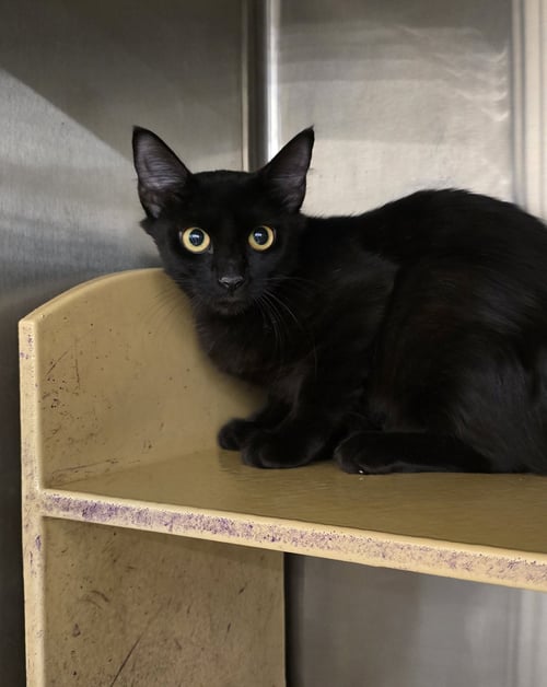LULGENIA - Domestic Short Hair available for adoption