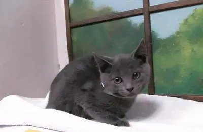 LEONATO