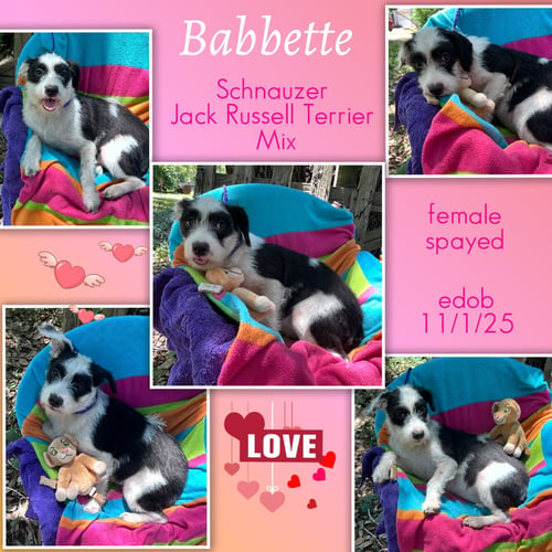 BABBETTE - Schnauzer / Jack Russell Terrier available for adoption