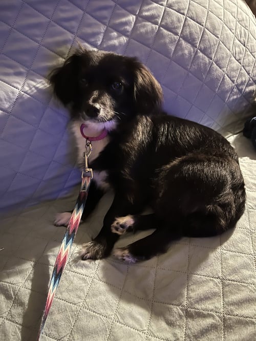 KAISLEY - Dachshund available for adoption
