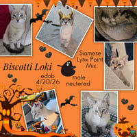 Biscotti Loki - Photo 4