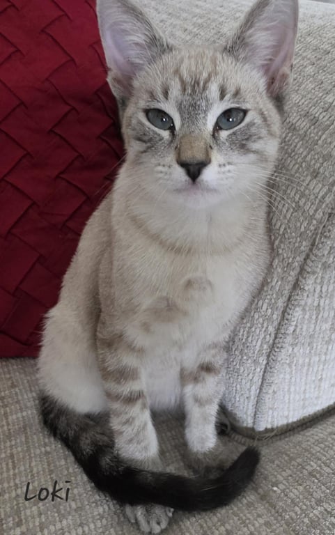 Biscotti Loki Image