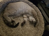 Biscotti Loki - Photo 3