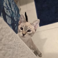 Biscotti Loki - Photo 2