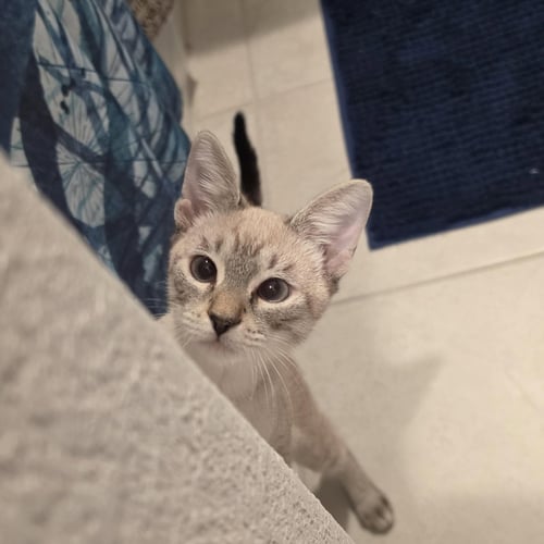 BISCOTTI LOKI - Siamese available for adoption