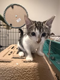 Bramble - Photo 3