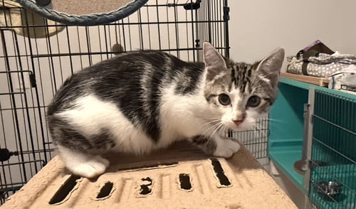 BRAMBLE - Domestic Short Hair available for adoption