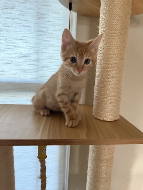 LUCARIELLO - Domestic Short Hair available for adoption