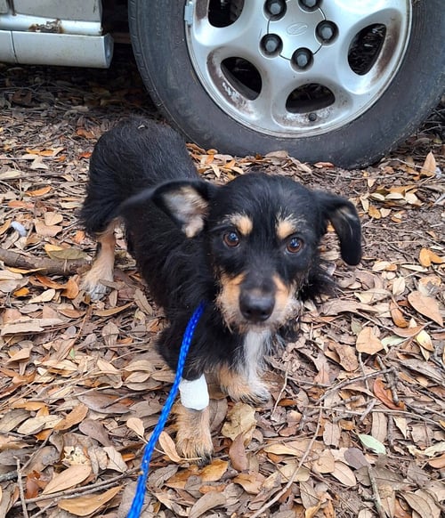 NESSAROSE - Border Terrier / Chihuahua available for adoption