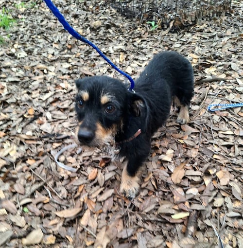 NESSAROSE - Border Terrier / Chihuahua available for adoption