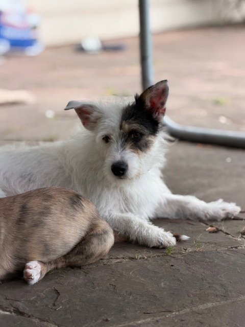 TRISTINA
