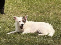 Tristina - Photo 3