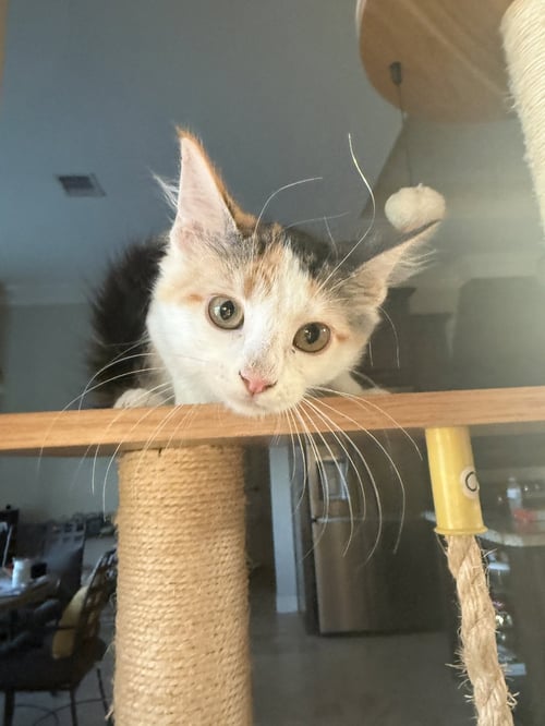 JAYLEE - Domestic Medium Hair available for adoption