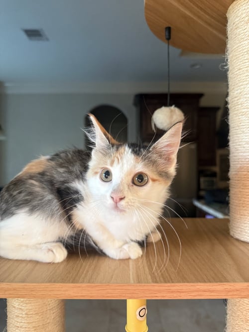 JAYLEE - Domestic Medium Hair available for adoption