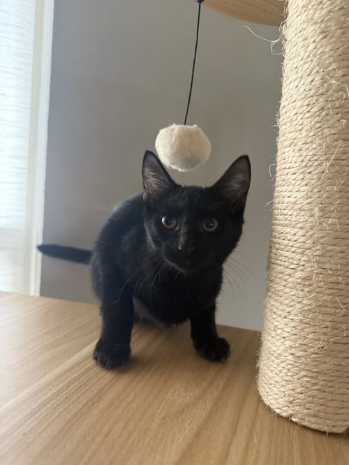 CHASKE - Domestic Short Hair available for adoption