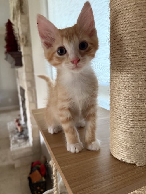 LAMPINO - Domestic Medium Hair available for adoption