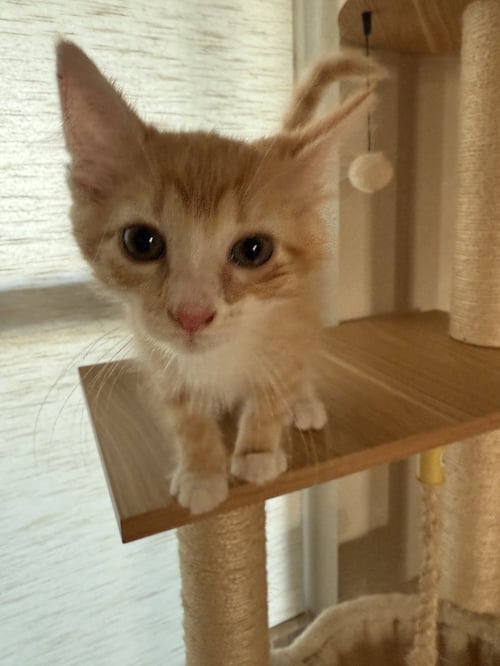 LAMPINO - Domestic Medium Hair available for adoption