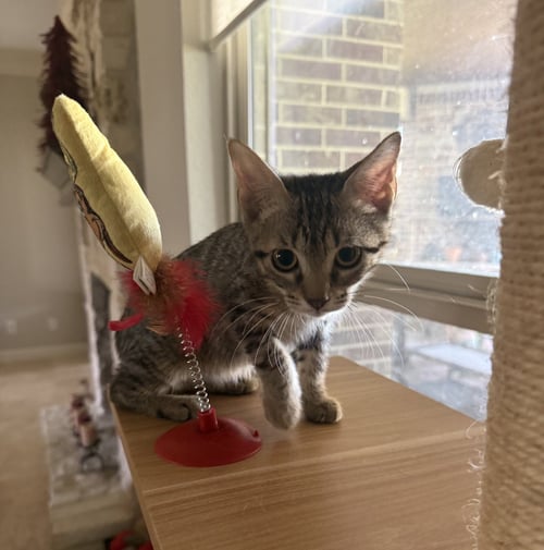 DANNY-BOY - Domestic Short Hair available for adoption