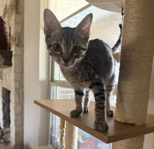 DANNY-BOY - Domestic Short Hair available for adoption