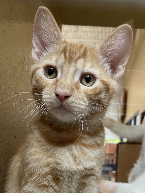 GILDO - Domestic Short Hair available for adoption