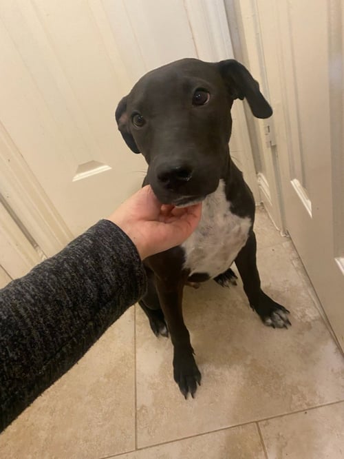 SHADOW-CHASER - Labrador Retriever available for adoption
