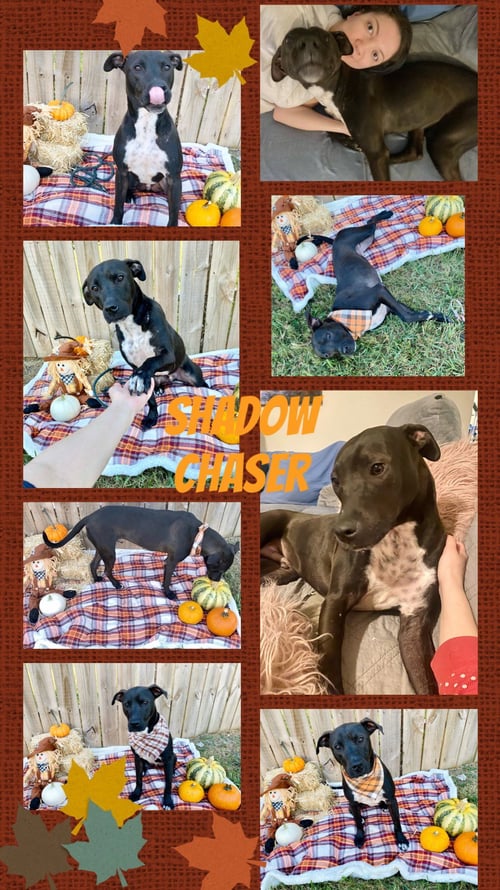 SHADOW-CHASER - Labrador Retriever available for adoption