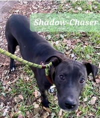 Shadow-Chaser - Photo 4